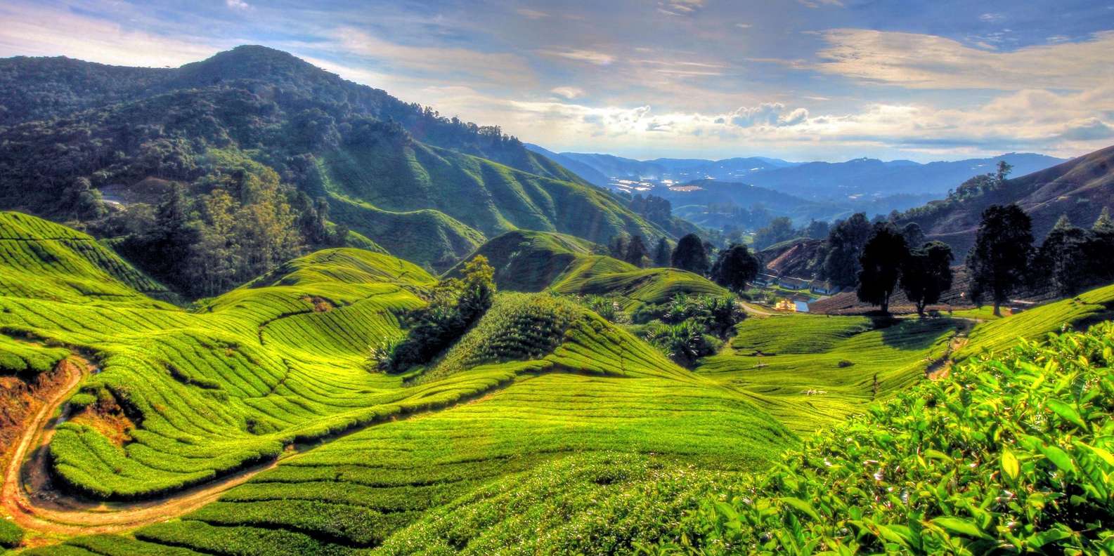 Pakej Cameron Highlands
