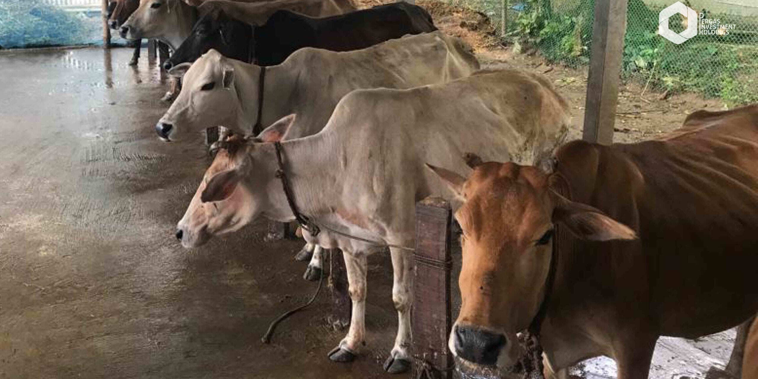 Pelaksanaan Mengikut Syarak
